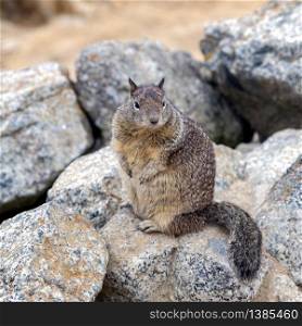 California Ground Squirrel (Otospermophilus beecheyi) sitting on the rocks