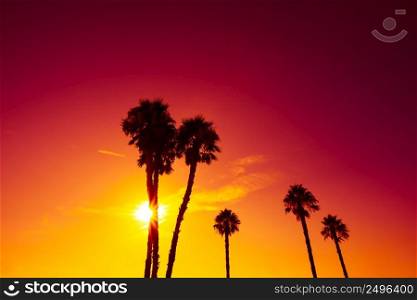 California palm trees silhouettes at vivid colorful summer sunset light
