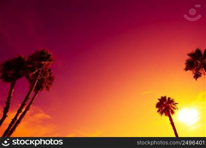 California palm trees silhouettes at vivid colorful summer sunset light with copy space