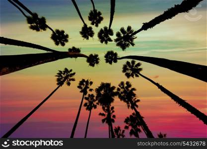 California Palm trees view from below in Santa Barbara US