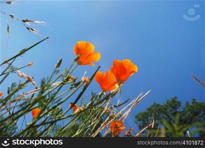 California poppies (Eschscholzia californica) with blue sky background.