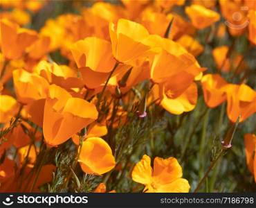 California Poppies Landscape During the 2019 Super Bloom.