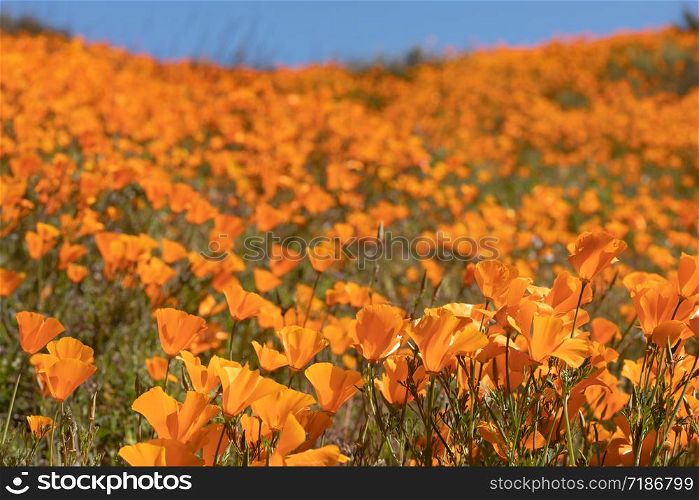 California Poppies Landscape During the 2019 Super Bloom.
