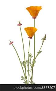 California poppy and buds on white background
