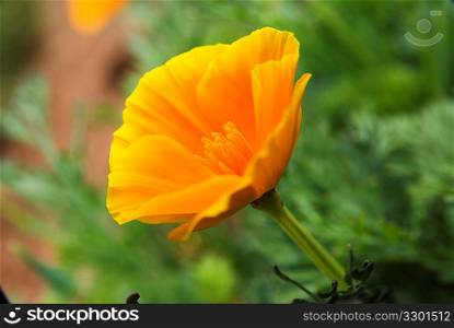 California Poppy Close-up