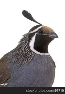 California quail in front of white background