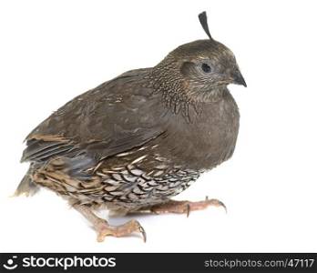California quail in front of white background