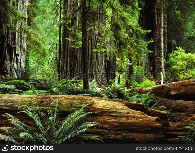 California Redwood Forest