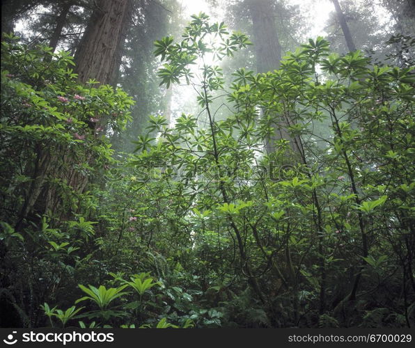 California Redwoods