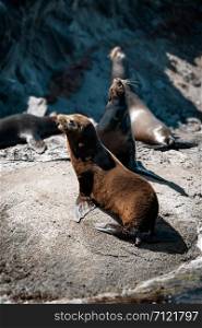 California sea lions (Zalophus californianus) on the rocks of Isla Coronado. Baja California, Gulf of California.