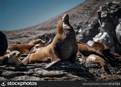 California sea lions (Zalophus californianus) sunbathing on the rocks of Isla Coronado. Baja California, Gulf of California.