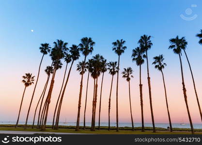 California sunset Palm tree rows in Santa Barbara US