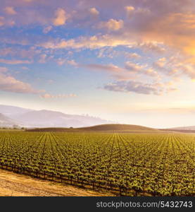 California vines vineyard field at sunset in US