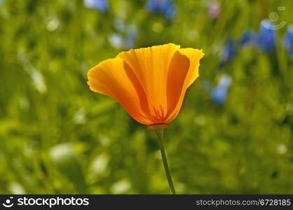 Californian poppy