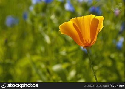 Californian poppy