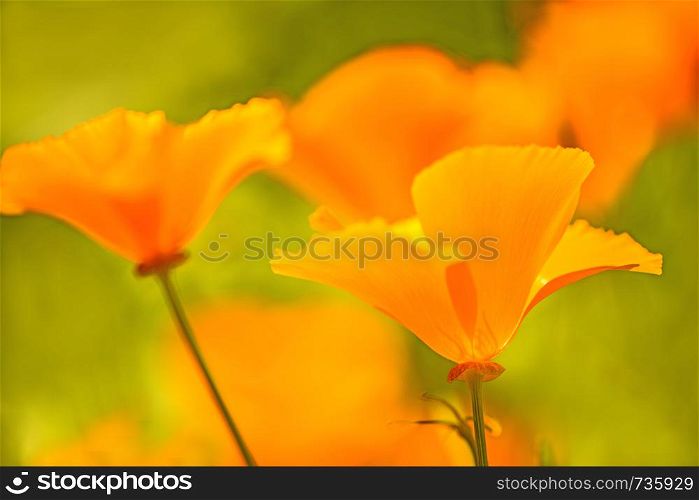 Californian poppy, closeup of the flower in back lighting