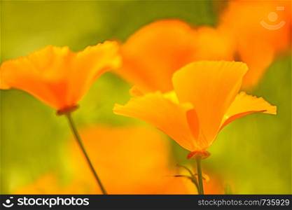 Californian poppy, closeup of the flower in back lighting