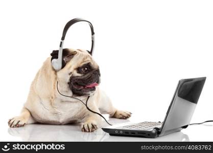 call center agent. pug dog telephone operator