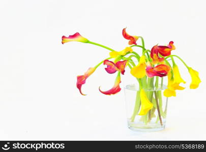 calla lilies in vase on white background