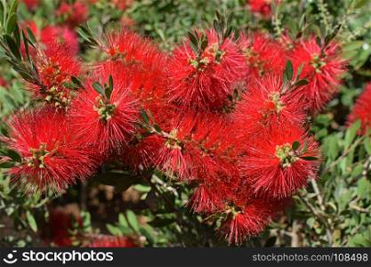 Callistemon bottlebrush plant with red flowers. Nature background.