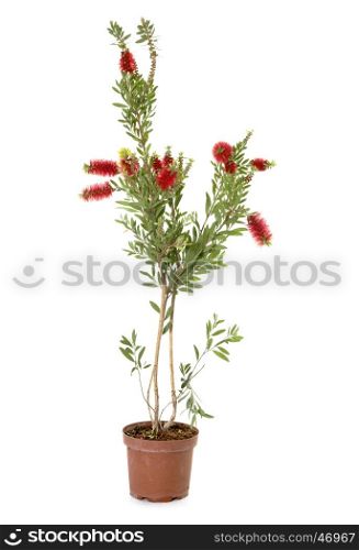 Callistemon in pot in front of white background