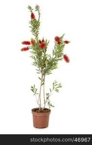 Callistemon in pot in front of white background