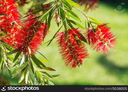 Callistemon viminalis G. Don ex Loud.; Myrtaceae, Bottlebrush, red flower macro against a blurry green field