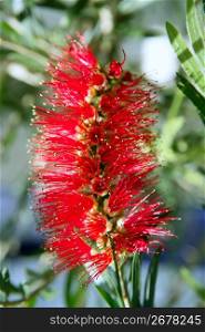 Callistemon viminalis red flower Weeping Bottlebrush