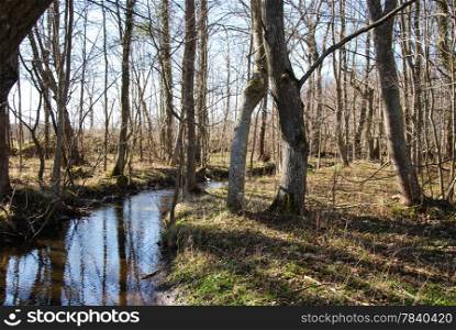Calm creek in a deciduous forest at springtime in Sweden