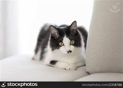 Calm domestic black and white cat lying on sofa in lounge room and looking away. Charming cat resting on couch in apartment
