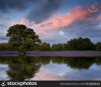 Calm lake waters reflect stunning sunset over lavender fields