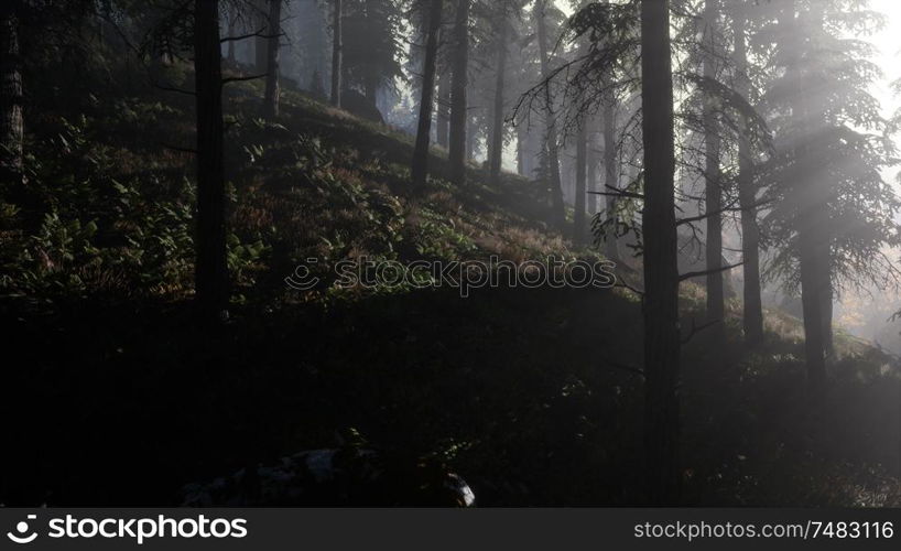 Calm moody forest in misty fog in the morning