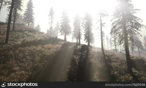 Calm moody forest in misty fog in the morning