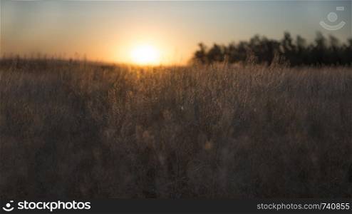 Calm of country meadow sunrise landscape background. Fields of Russia. Calm of country meadow sunrise landscape background
