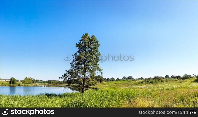 Calm pond and water plants in a beautiful summer day