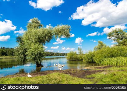 Calm pond and water plants in a beautiful summer day