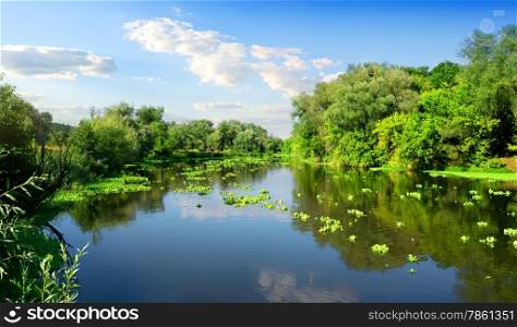 Calm river and green forest in sunny day