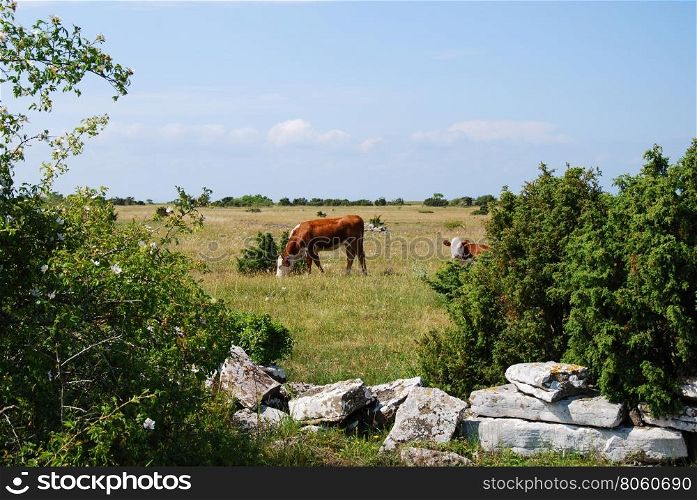 Calm scene with grazing cattle in a plain pasture land on the swedish island Oland