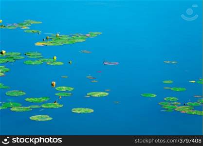 calm surface of a pond with lily pads