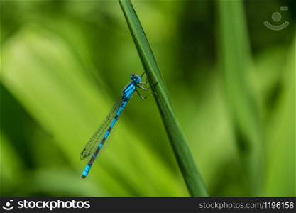 Calopteryx splendens of lake of godivelle in puy de dome in france