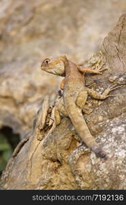 Calotes versicolor. agame versicolore in Bardia, Nepal