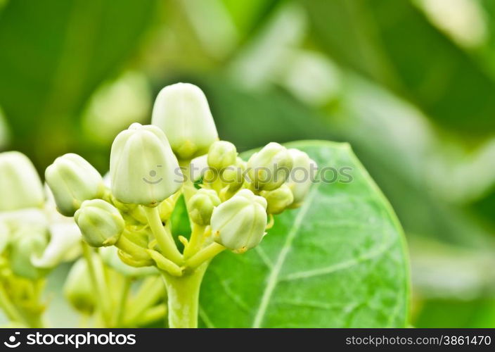 Calotropis gigantea