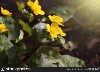 Caltha palustris, known as marsh-marigold and kingcup flowers, selective focus