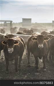 Calves in farm for veal.