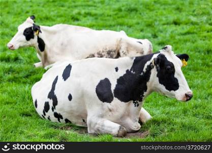 Calves on the field