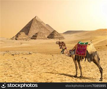 Camel and great pyramids standing in a row in desert of Giza, Egypt. Camel and Pyramids in a row
