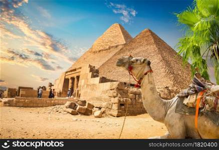 Camel and ruined pyramid of Cheops in Cairo