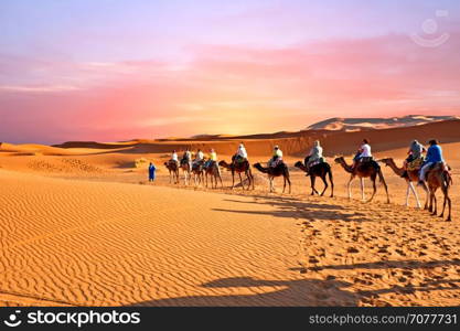 Camel caravan going through the sand dunes in the Sahara Desert, Morocco at sunset