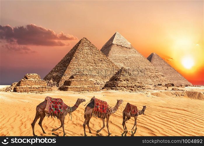 Camel caravan near the Giza Pyramids of Egypt.. Camel caravan near the Giza Pyramids of Egypt