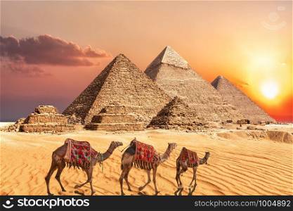 Camel caravan near the Giza Pyramids of Egypt.. Camel caravan near the Giza Pyramids of Egypt